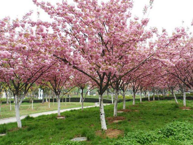佛山綠化養(yǎng)護(hù)晚櫻