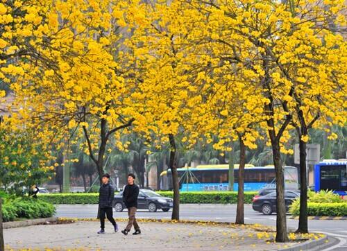 深圳綠化養(yǎng)護 黃花風(fēng)鈴木