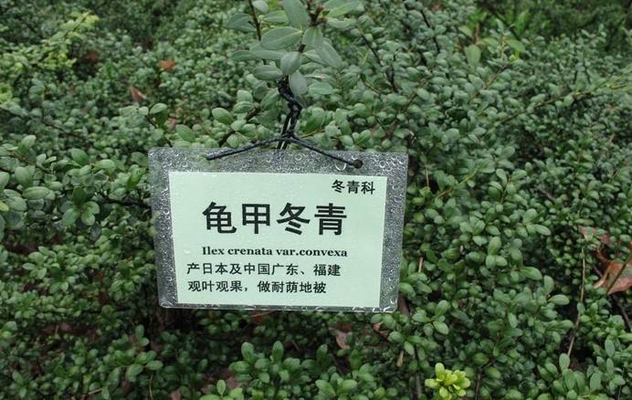 龜甲冬青綠化維護(hù)