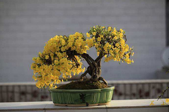 綠化養(yǎng)護迎春花養(yǎng)護
