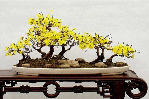 綠化養(yǎng)護迎春花的盆栽管理