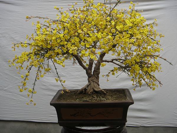 綠化養(yǎng)護迎春花的管理