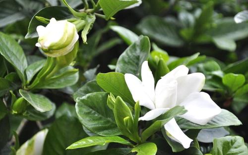 梔子花綠化養(yǎng)護(hù)