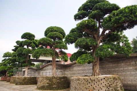 羅漢松的綠化養(yǎng)護(hù)