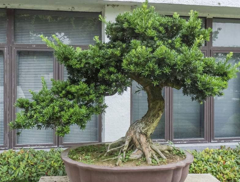 羅漢松的綠化養(yǎng)護