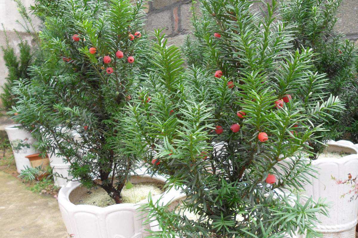 紅豆杉盆景的綠化養(yǎng)護(hù)