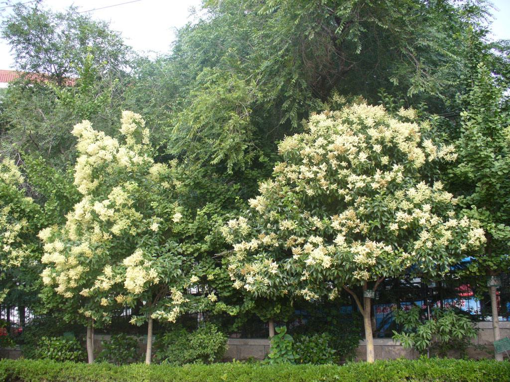 大葉女貞綠化養(yǎng)護