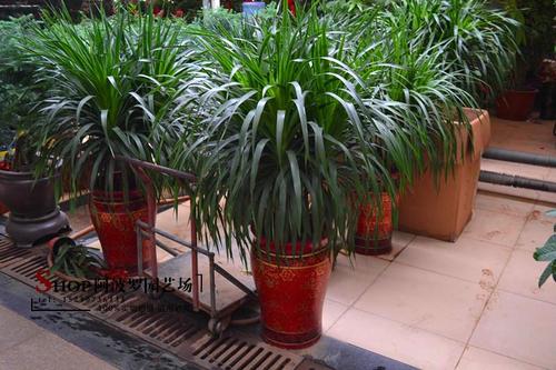 龍須樹的綠化養(yǎng)護(hù)