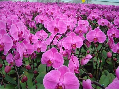 蝴蝶蘭綠化養(yǎng)護(hù)