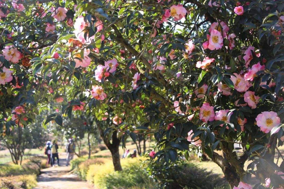 山茶花的綠化養(yǎng)護小技巧