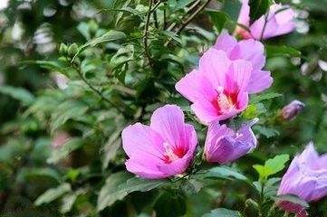 木槿花的綠化養(yǎng)護(hù)技巧