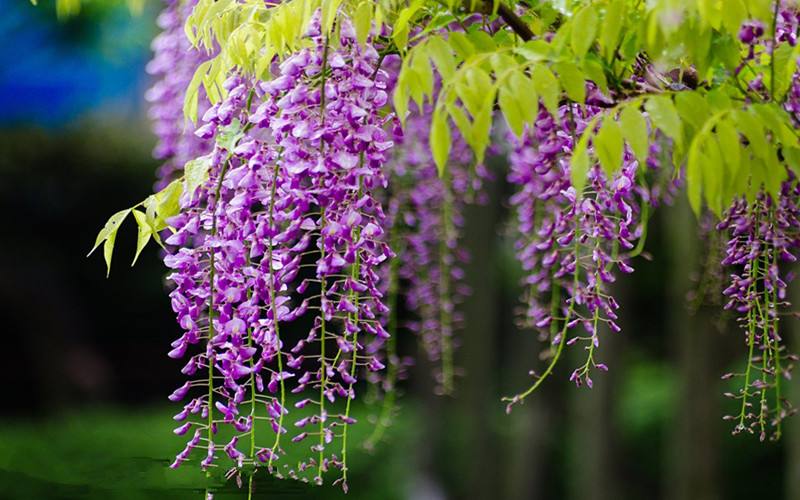 紫藤花的綠化養(yǎng)護(hù)