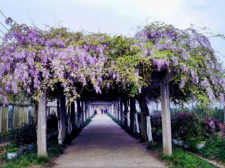 紫藤花的綠化養(yǎng)護(hù)