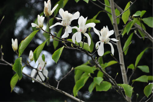 白蘭花的綠化養(yǎng)