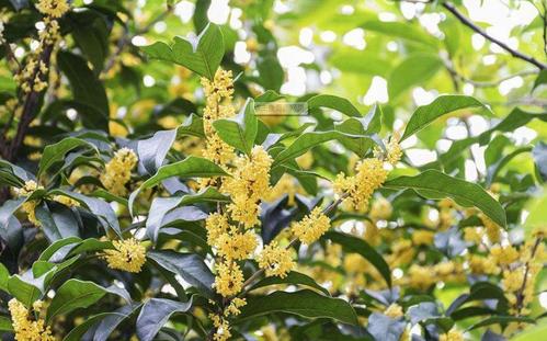 桂花的綠化養(yǎng)護(hù)