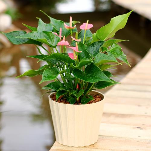 廣州綠化養(yǎng)護(hù)粉掌