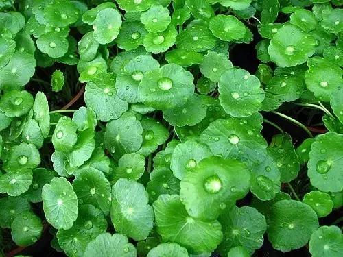 銅錢草綠化養(yǎng)護(hù)