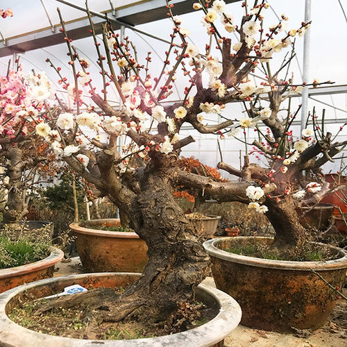 小區(qū)綠化養(yǎng)護(hù)梅花老樁