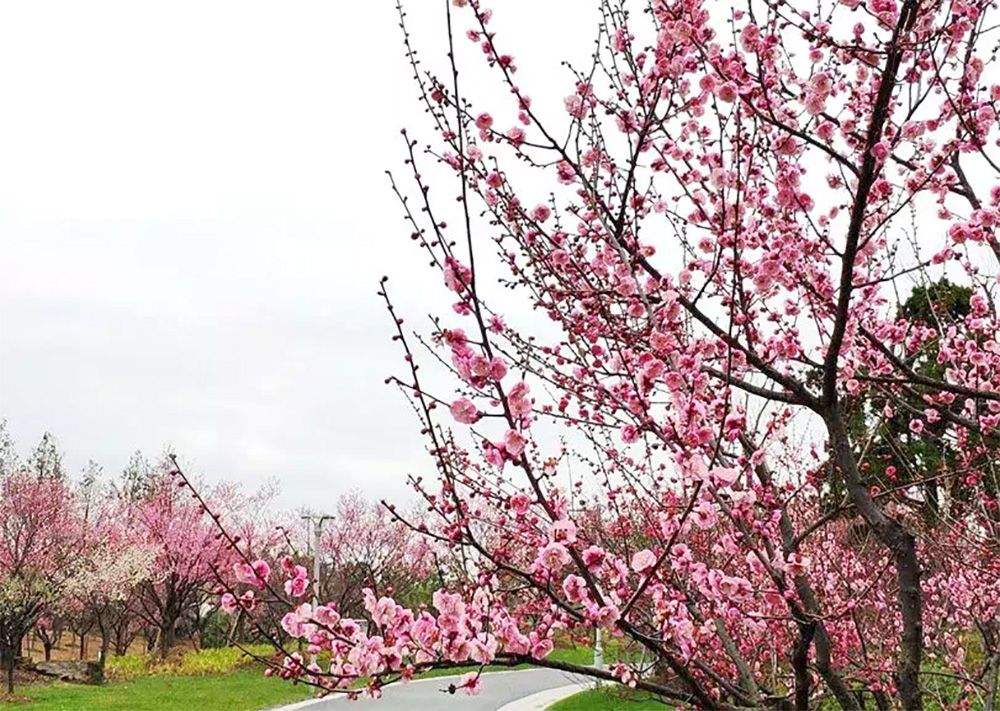 小區(qū)綠化養(yǎng)護(hù)梅花的養(yǎng)護(hù)
