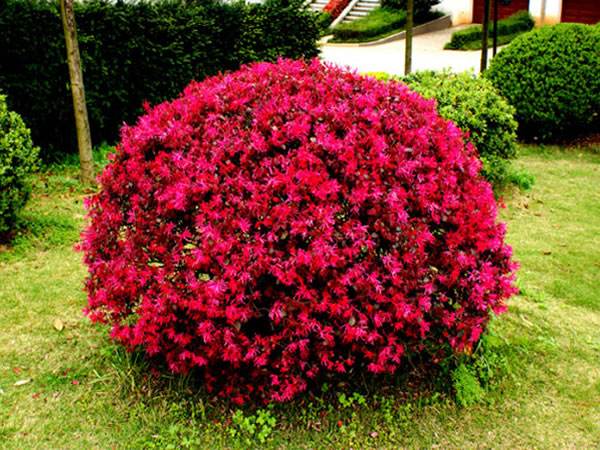 工廠綠化養(yǎng)護紅花繼木的養(yǎng)護