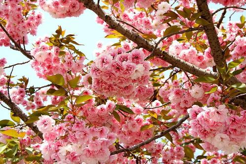 小區(qū)綠化養(yǎng)護(hù)櫻花樹