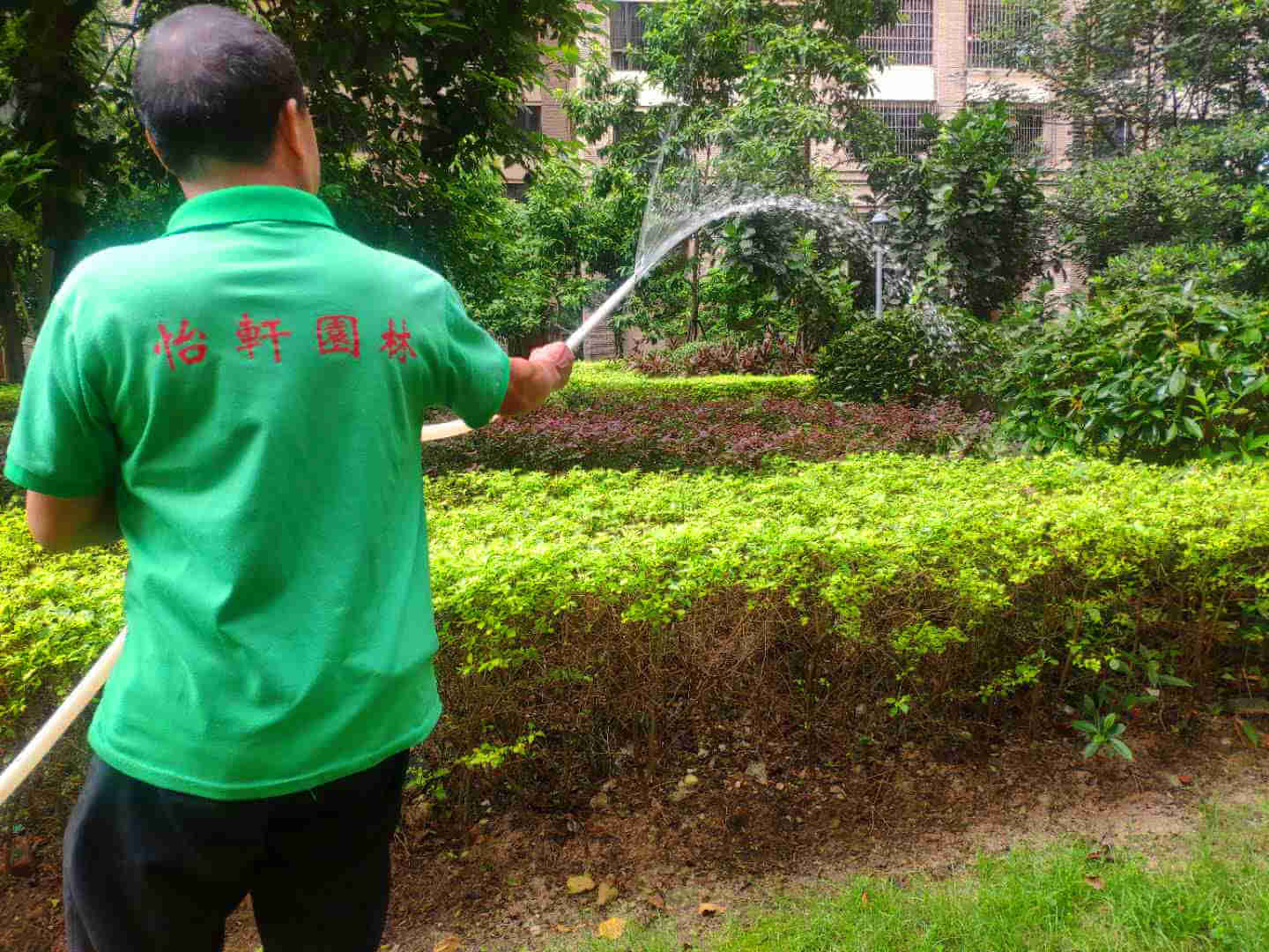 綠化養(yǎng)護(hù)苗木的澆水