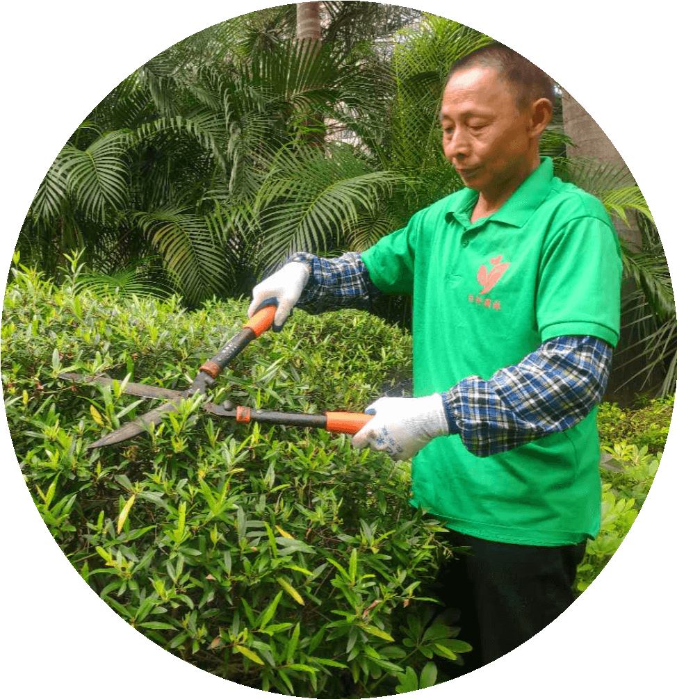 園林綠化養(yǎng)護(hù)修剪