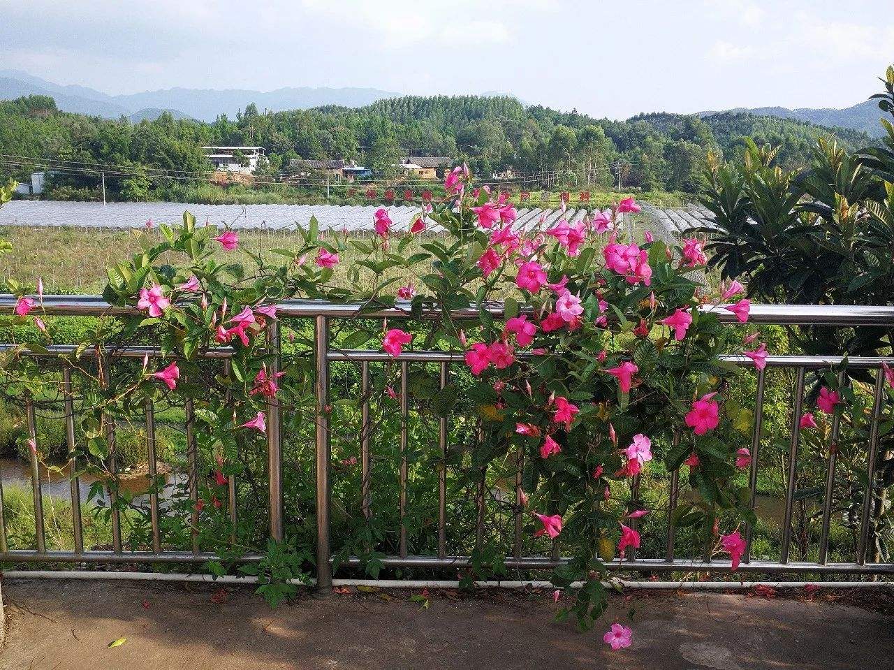 飄香藤的綠化養(yǎng)護(hù)