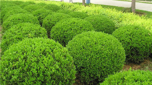 冬青球的綠化養(yǎng)護(hù)