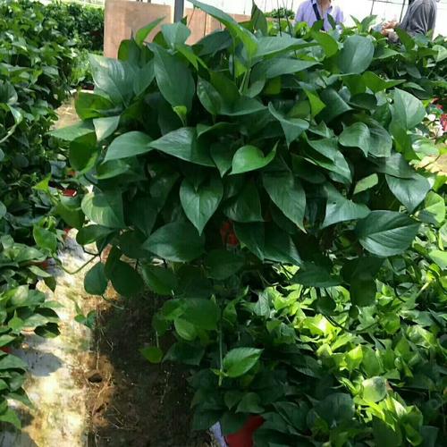 大葉綠蘿的綠化養(yǎng)護(hù)