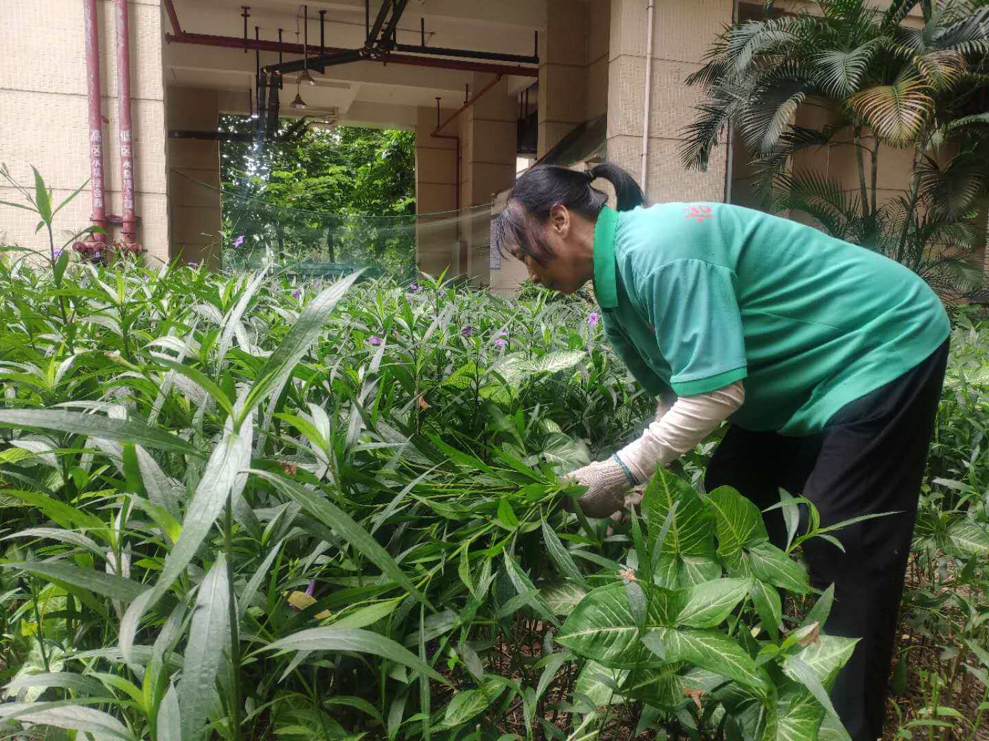 小區(qū)綠化養(yǎng)護修剪