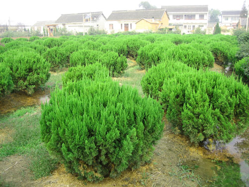 小區(qū)綠化養(yǎng)護龍柏球的養(yǎng)護
