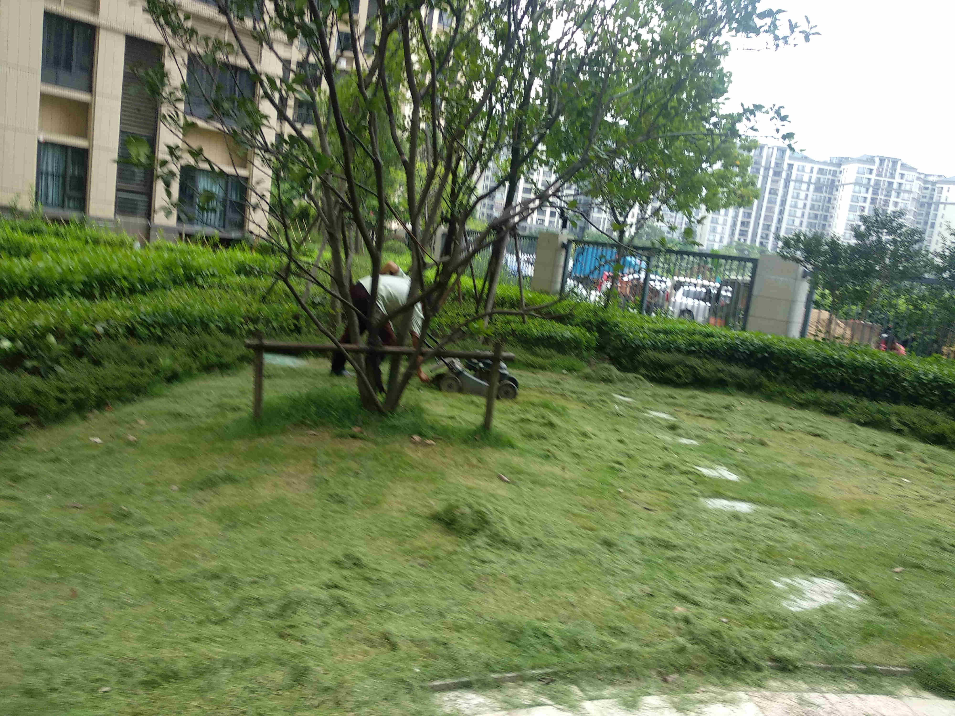 綠化養(yǎng)護(hù)