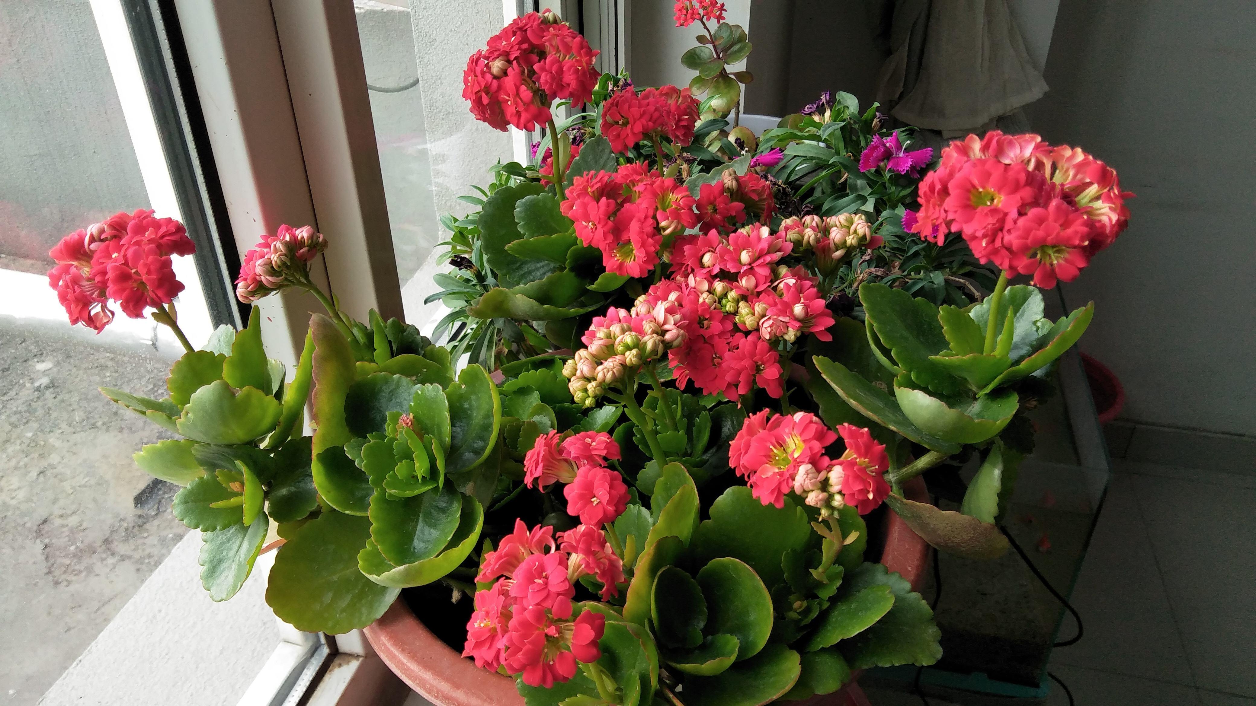 長壽花的綠化養(yǎng)護