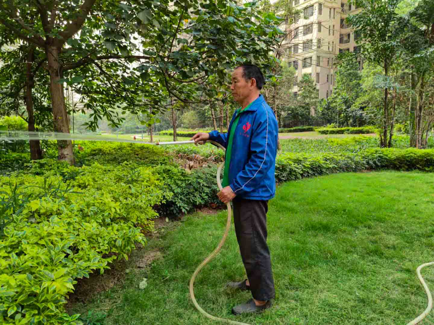 廣州園林綠化養(yǎng)護，廣州園林綠化養(yǎng)護公司，園林綠化養(yǎng)護
