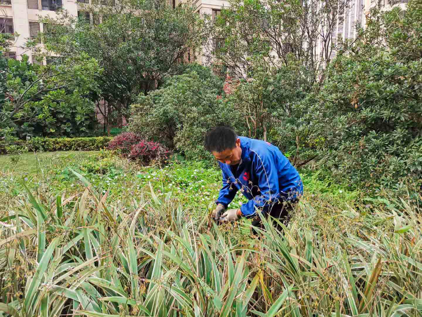園林綠化養(yǎng)護