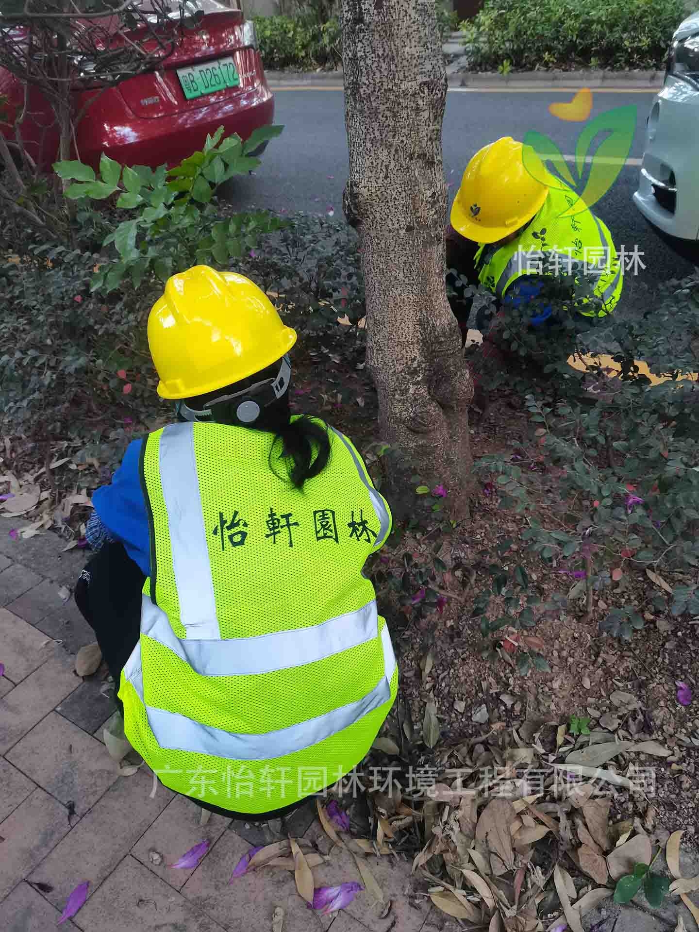 綠化養(yǎng)護(hù)