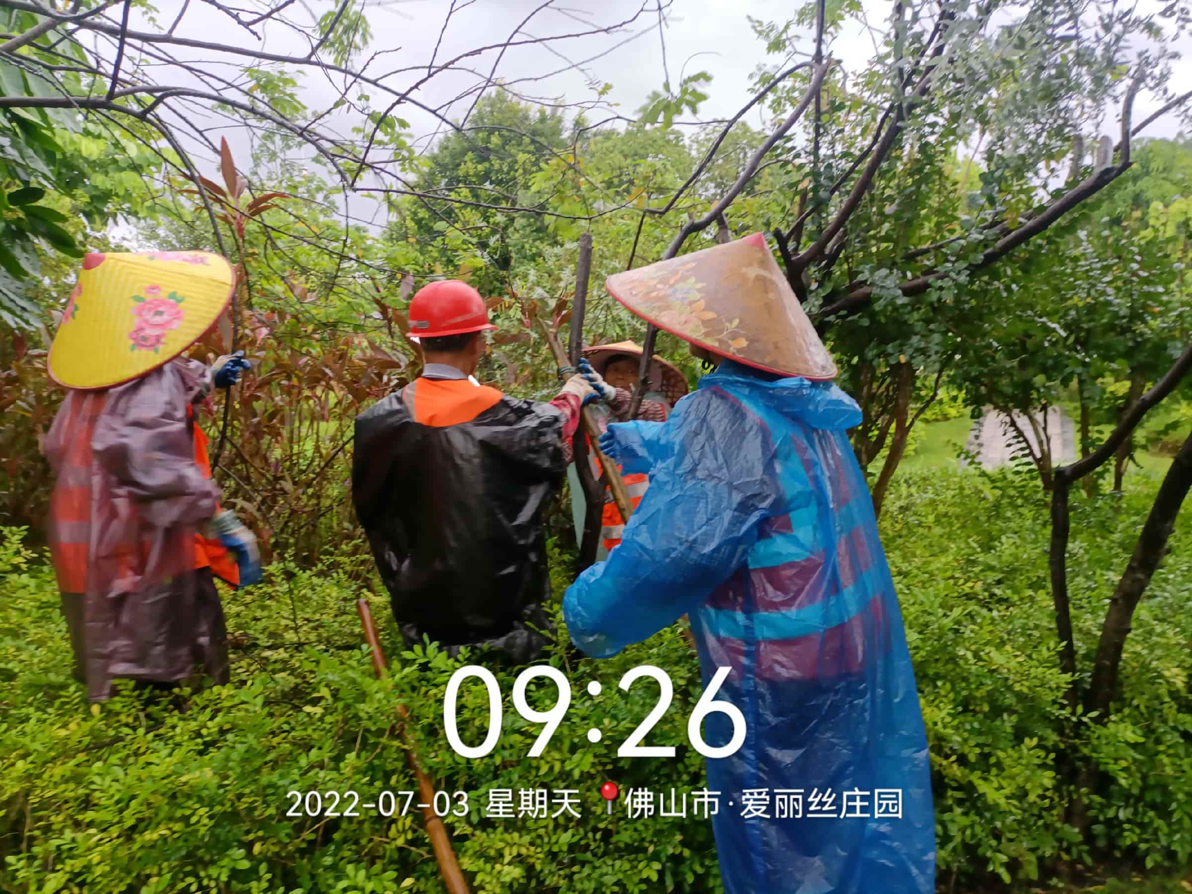 園林綠化養(yǎng)護