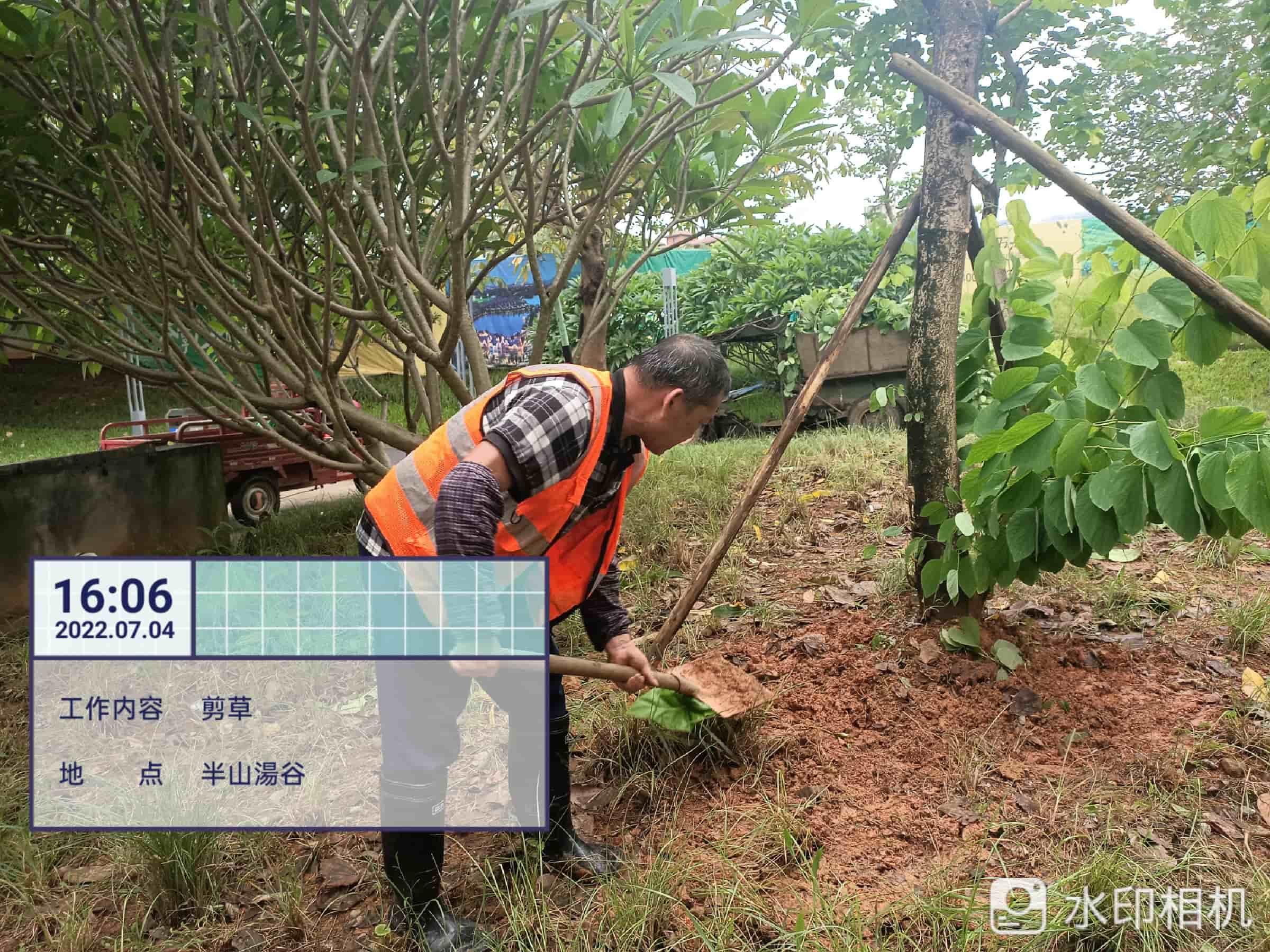 綠化養(yǎng)護,吊蘭