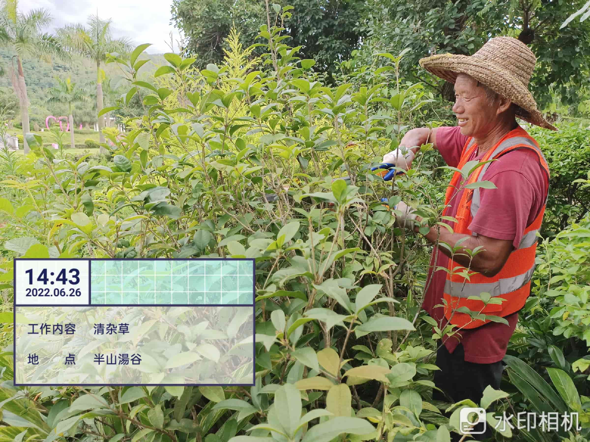 佛山綠化公司,苗木