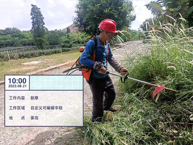 綠化養(yǎng)護,雞蛋玫瑰