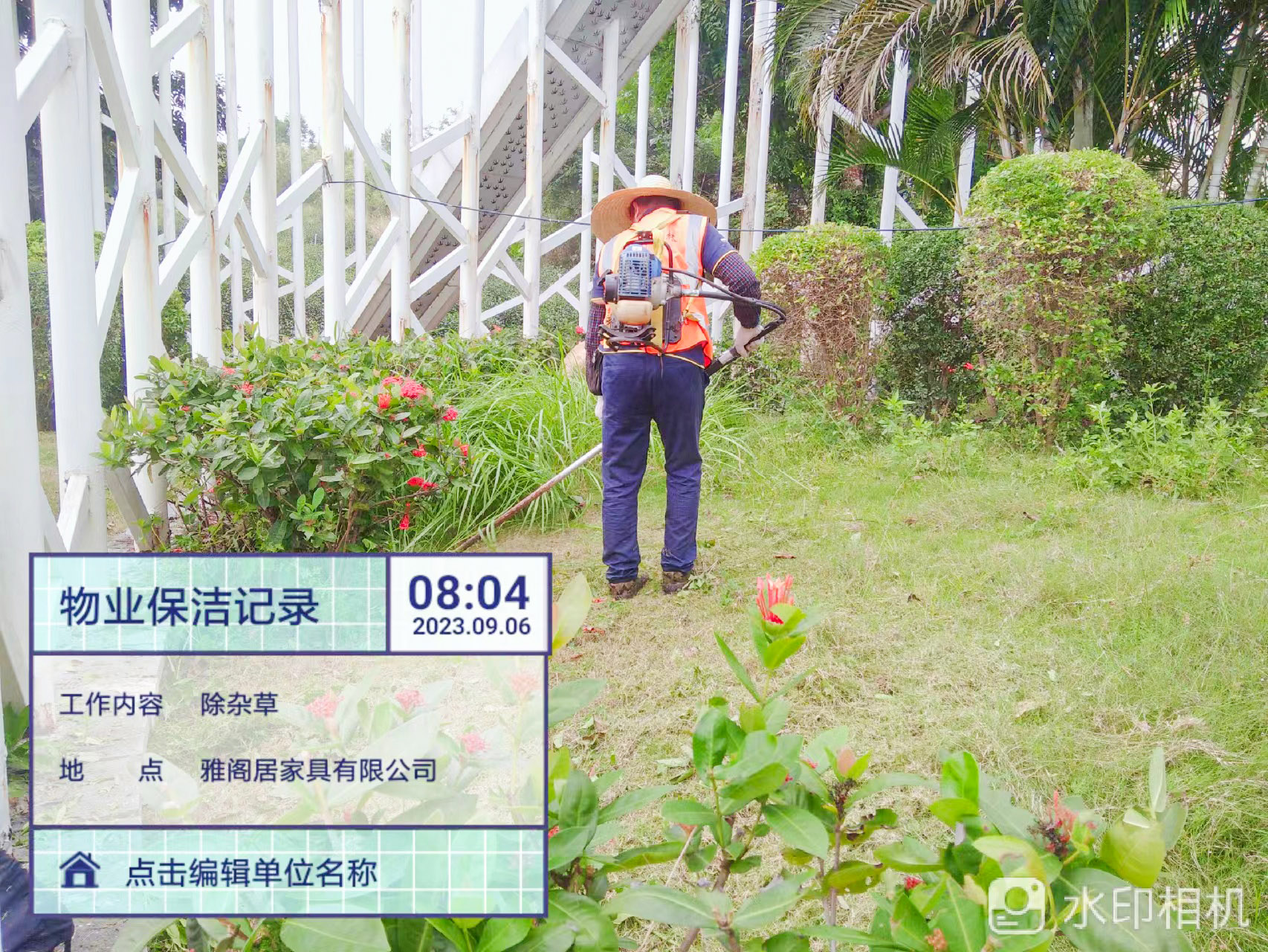 綠化養(yǎng)護(hù),素心蘭