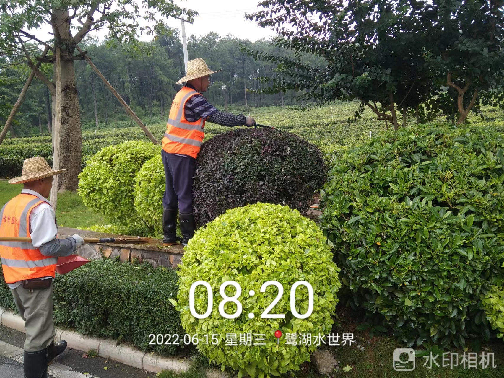 綠化養(yǎng)護